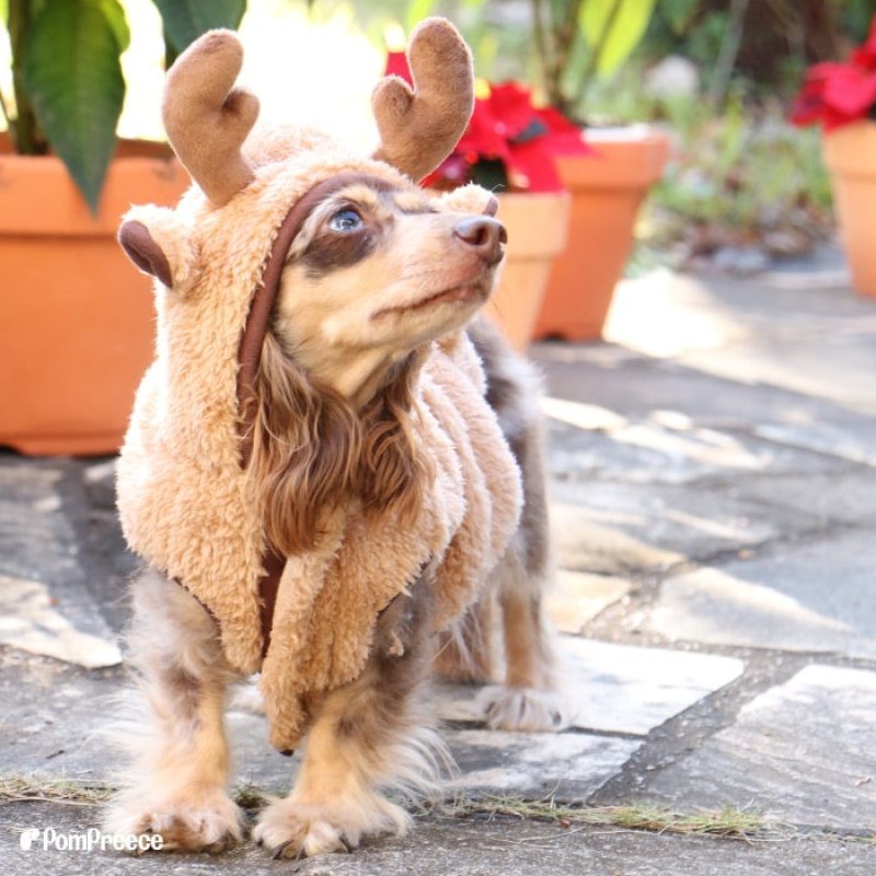 画像7: 【クリアランスセール】 ハッピートナカイコート 犬猫兼用 【4・5号】※返品交換不可 (7)