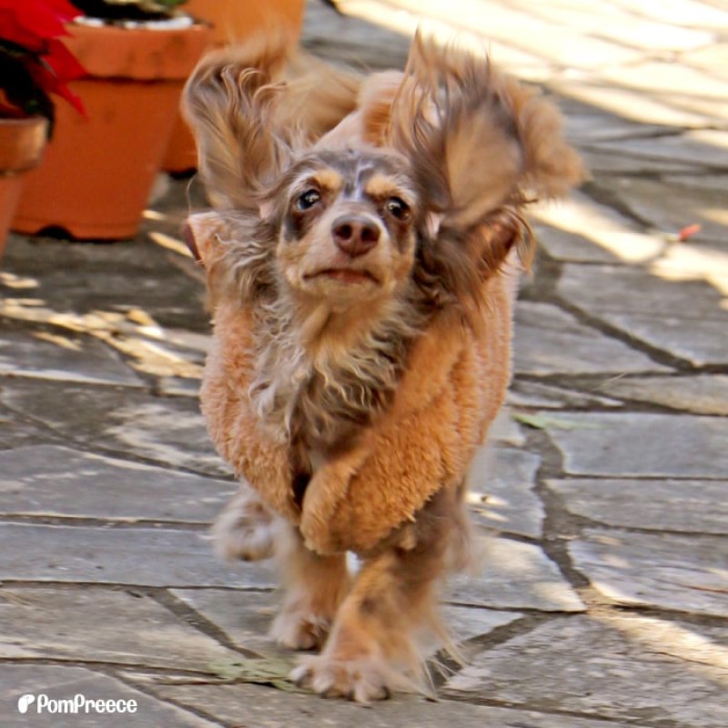 画像5: 【クリアランスセール】 ハッピートナカイコート 犬猫兼用 【4・5号】※返品交換不可 (5)