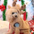 画像6: 【ポイント10倍で会員様はお得】ハッピートナカイコート 犬猫兼用 【1〜3号】 (6)