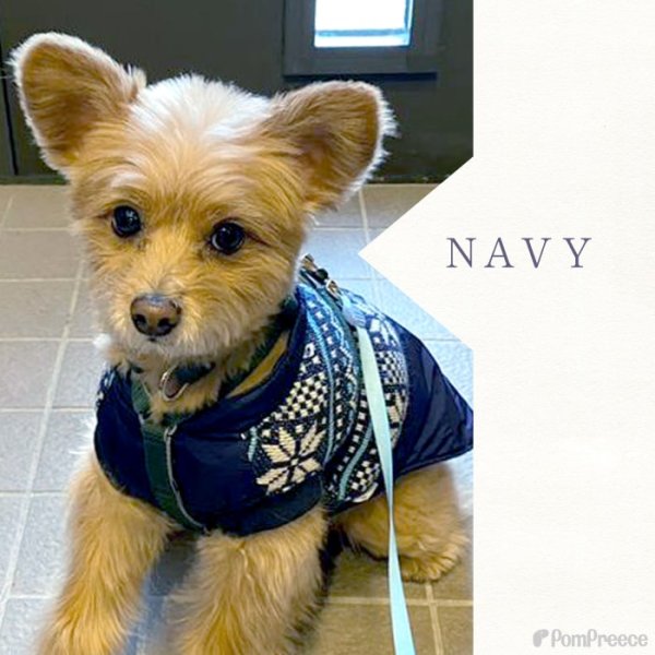 画像2: 【クリアランスセール】大型犬用 ジャガードニット 保温コート 【9号】※返品・交換不可 (2)