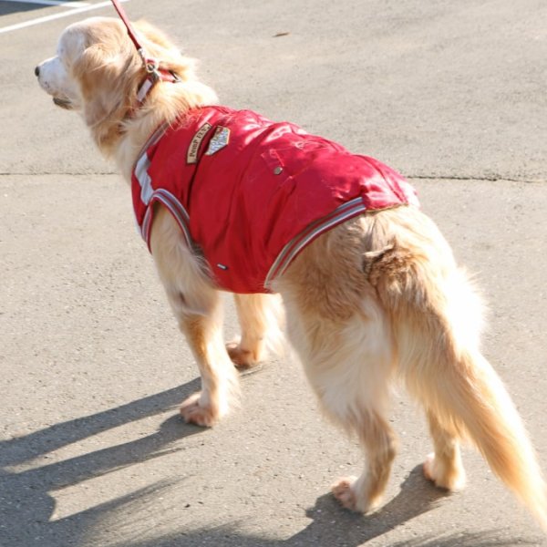 画像2: 【クリアランスセール】犬用ウエア 背中ジップアップで着せ易いスカジャン（中・大型犬用）【6〜10号】※返品・交換不可 (2)