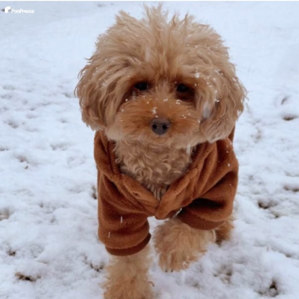 画像11: 【SALEでお得※在庫限りお早めに】アニマルパーカー！長袖もこもこウェアでほわほわ♪ルームウェアに可愛い【返品・交換不可】 (11)