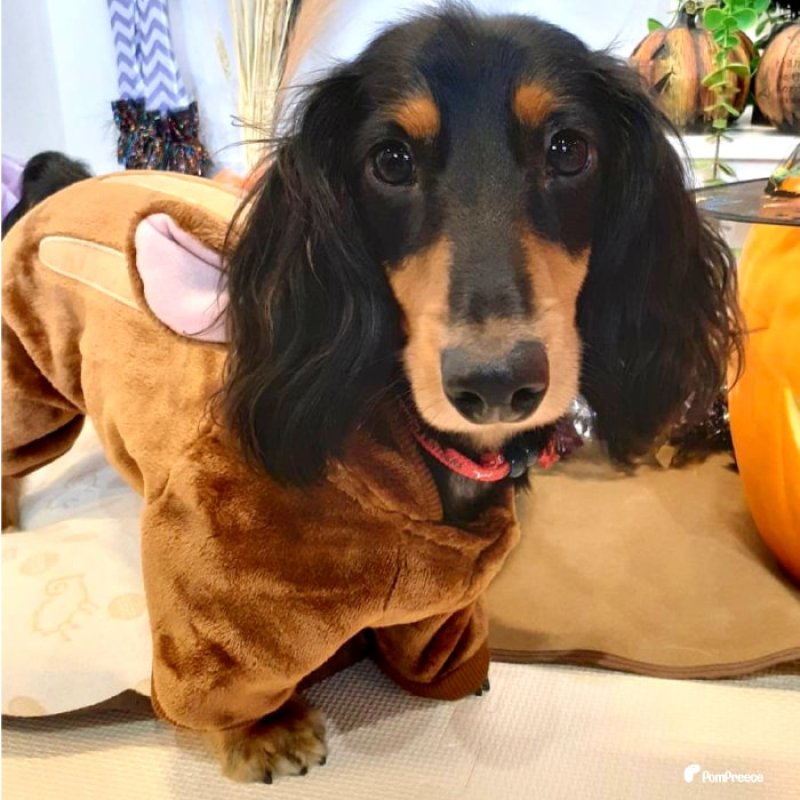 画像6: 【在庫処分セール品】アニマルパーカー 長袖もこもこウェアでほわほわ ルームウェアに可愛い ※返品交換不可 (6)