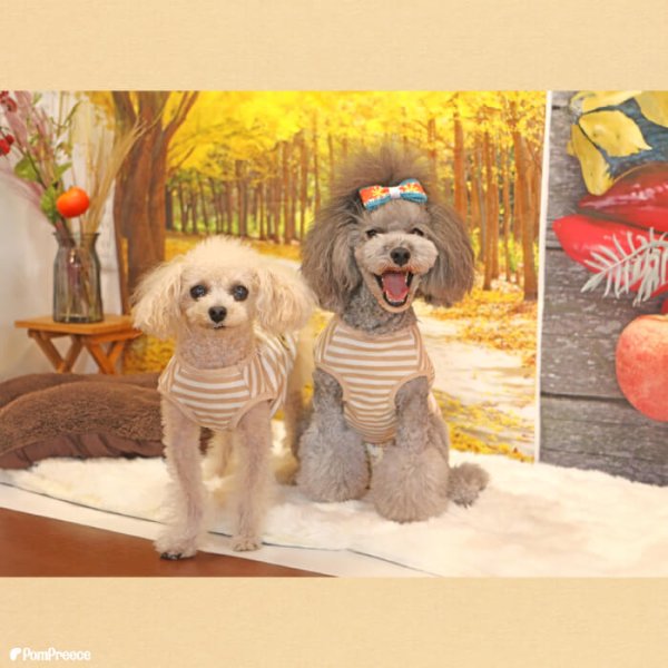 画像4: 【ポイント10倍で会員様はお得】NEW オーガニック Tシャツ シンプルボーダー【2号〜10号】 (4)