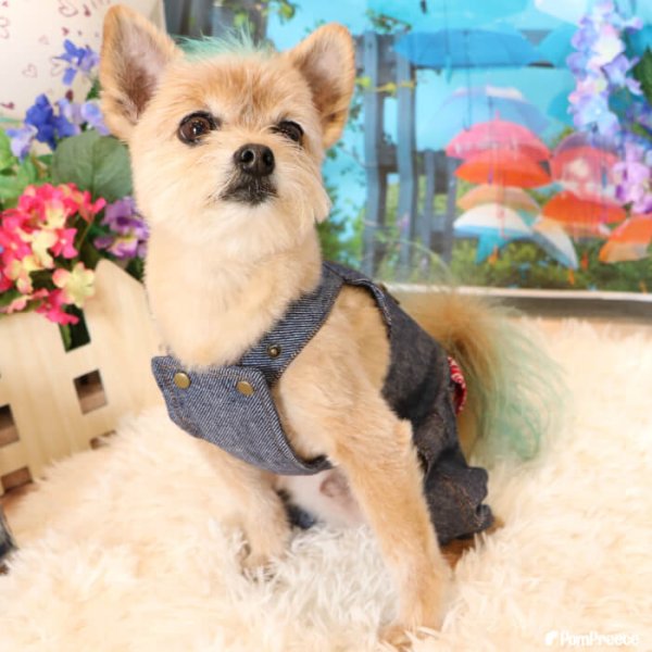 画像2: 【SALEでお得※在庫限りお早めに】ジャンパーパンツ【2〜5号】 (2)