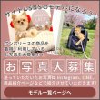 画像2: 【セール品15％OFF】 猫用ペットキャリー3WAYタッチインリュック スカイキャリ― 旅行 通院 散歩 折り畳み収納可能 (2)