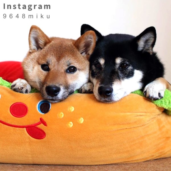 画像21: 【ポイント10倍で会員様はお得】ドッグベッド キャットベッド ベッド キャラクターカドラ ホットドッグ　S・M・L (21)