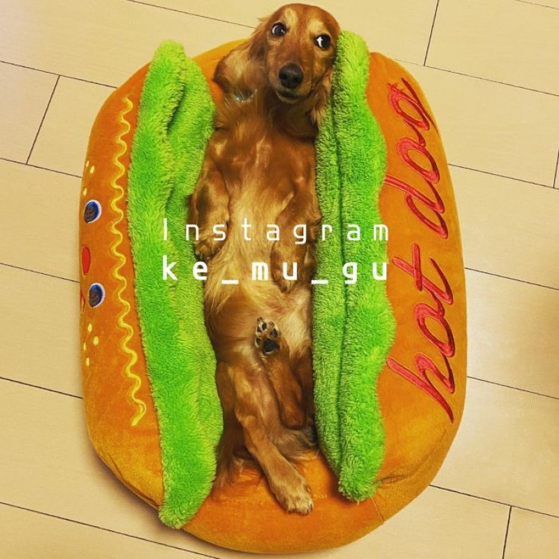 画像22: 犬猫兼用 ベッド キャラクター カドラー ホットドッグ　【S〜L】 (22)