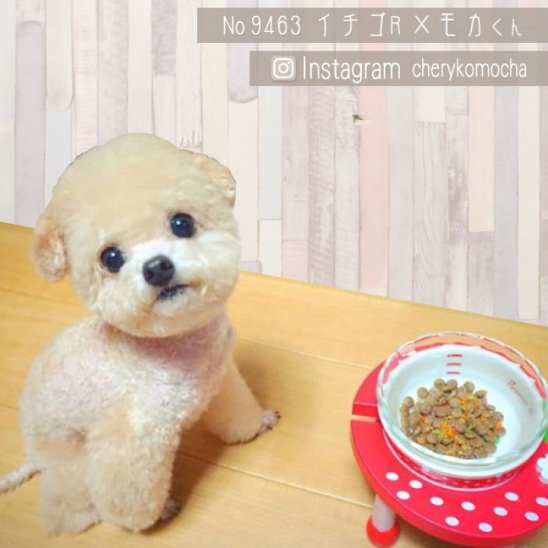 画像17: 小型犬用 木製 食器台 トロピカルフルーツ ※お皿は別売り (17)