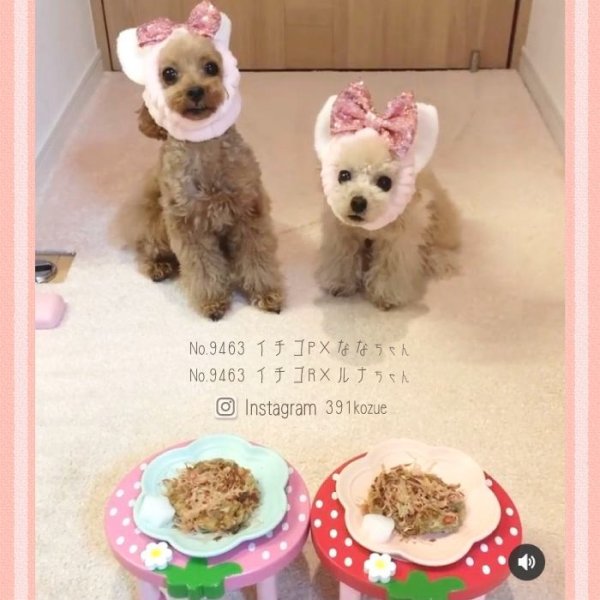 画像9: 【ポイント10倍で会員様はお得】 フードディッシュ イチゴ【小型】 (9)