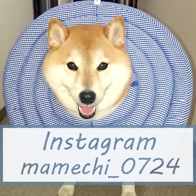 画像12: 犬猫兼用 ワイドドーナツエリザベスカラー ギンガム 【1〜5号】 (12)