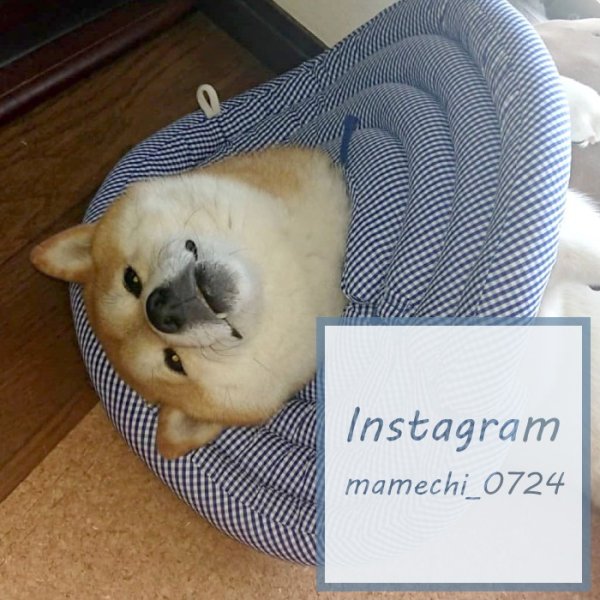 画像13: 【ポイント10倍で会員様はお得】　 ワイドドーナツエリザベスカラー ギンガム 【1〜5号】 (13)