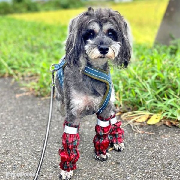 画像11: 【ポイント10倍で会員様はお得】 裏付きレインレッグガード タータンチェック 【2〜12号】 (11)