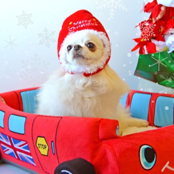 画像5: 【在庫処分セール品】 ペット犬 猫 サンタ帽子【 LL〜４Lのみ】※返品交換不可 (5)