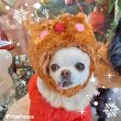 画像3: 【SALEでお得!!在庫限りお早めに】在庫限り 処分価格 ふわふわ 変身帽子トナカイさん SとMのみ※返品交換不可 (3)