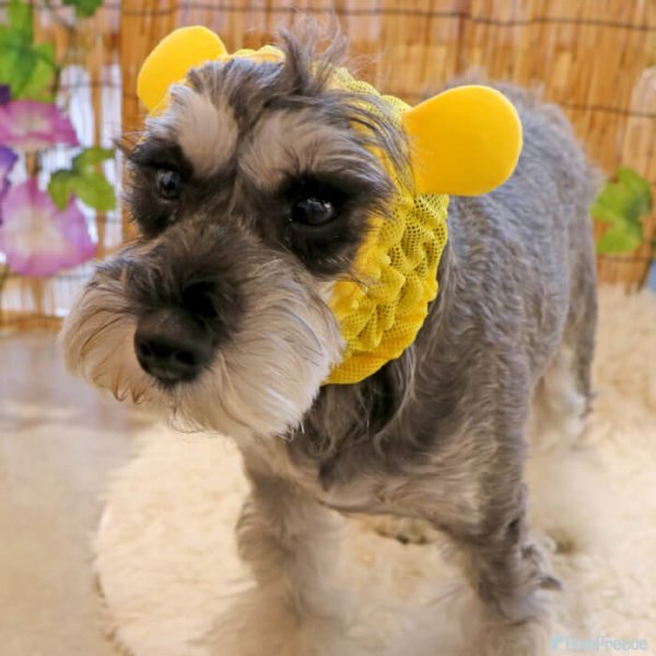 画像5: 【ポイント10倍で会員様はお得】 アニマルスヌード シンプルメッシュ 【S・M・LL】 (5)