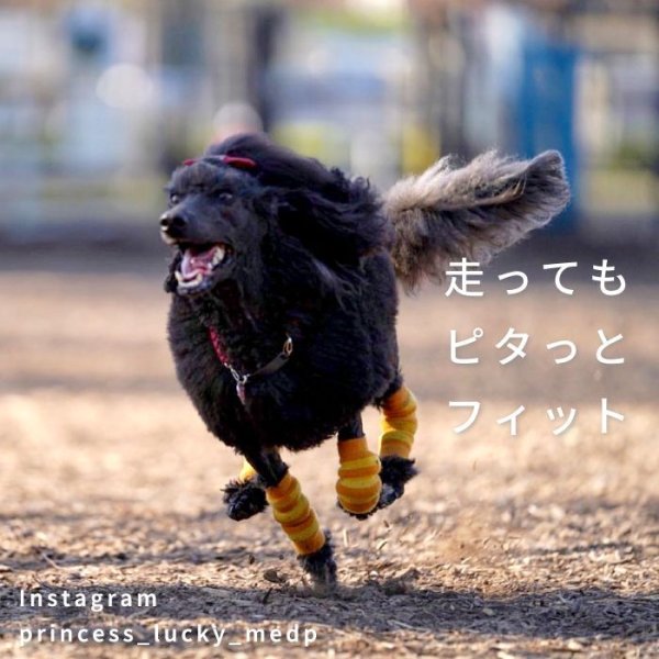 画像8: 【ポイント10倍で会員様はお得】 犬用レッグガード ボーダ 【S〜3L】靴下が苦手な子に ゴミの付着防止（飾り毛の汚れ軽減） 包帯替わりに (8)