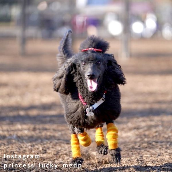 画像9: 【ポイント10倍で会員様はお得】 犬用レッグガード ボーダ 【S〜3L】靴下が苦手な子に ゴミの付着防止（飾り毛の汚れ軽減） 包帯替わりに (9)