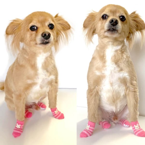 画像4: 【ポイント10倍で会員様はお得】 犬用ソックス ボーダーアニマル【SS〜LL】フローリングでの滑り止め 肉球の保護 傷なめ防止 介護用 包帯替わりに (4)