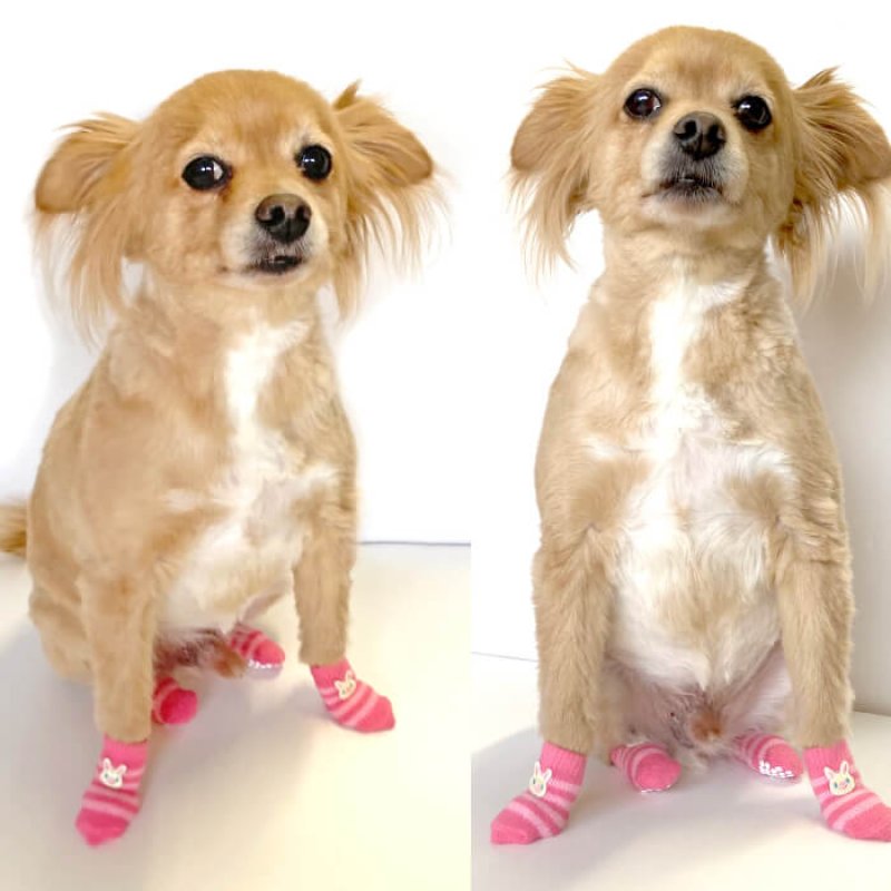 画像4: 【ポイント10倍で会員様はお得】 犬用ソックス ボーダーアニマル【SS〜LL】フローリングでの滑り止め 肉球の保護 傷なめ防止 介護用 包帯替わりに (4)