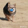 画像2: 【ポイント10倍で会員様はお得】 犬用おもちゃ ラテックスTOY ラグビーボール (2)