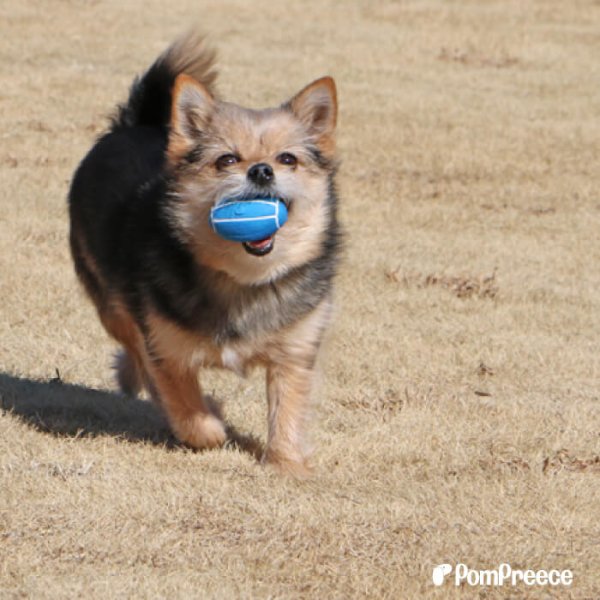 画像2: 【ポイント10倍で会員様はお得】 犬用おもちゃ ラテックスTOY ラグビーボール (2)