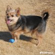画像3: 【ポイント10倍で会員様はお得】 犬用おもちゃ ラテックスTOY ラグビーボール (3)