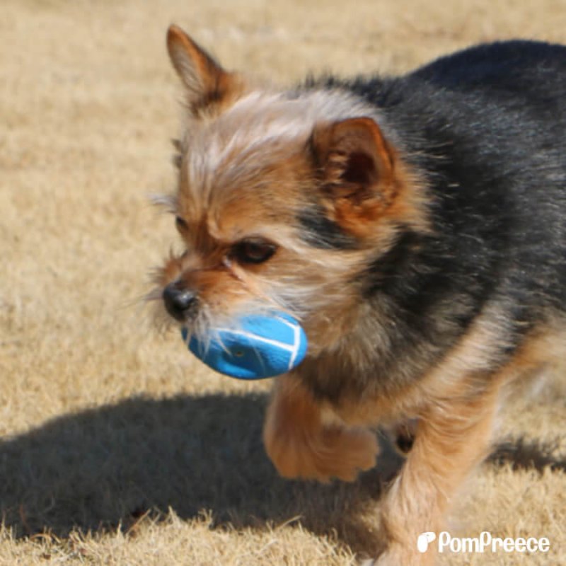 画像4: ラテックスTOY PeePee ラグビーボール (4)