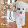 画像4: 【ポイント10倍で会員様はお得】 ラテックスTOY ラブボール 【Sサイズ】 (4)