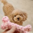 画像7: 【ポイント10倍で会員様はお得】 デンタルロープTOY ロープボーン (7)