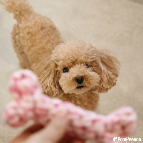 画像7: 【ポイント10倍で会員様はお得】 デンタルロープTOY ロープボーン (7)