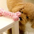 画像9: 【ポイント10倍で会員様はお得】 デンタルロープTOY ロープボーン (9)