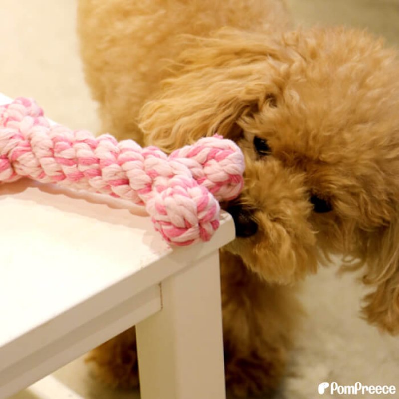 画像9: デンタルロープTOY ロープボーン (9)