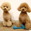 画像9: 【ポイント10倍で会員様はお得】 デンタルロープTOY 持ち手付きロープダンベル (9)