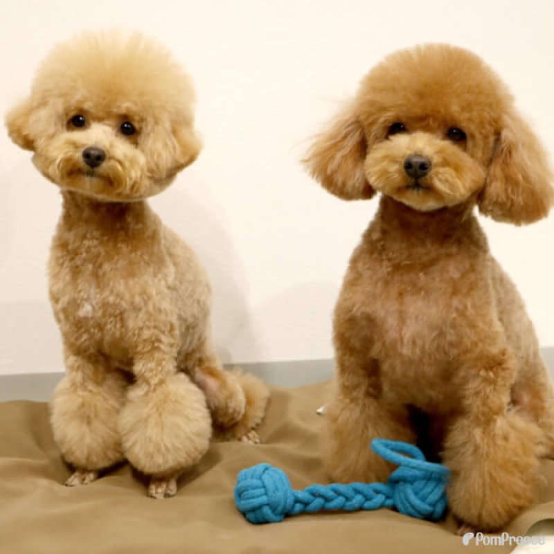 画像9: デンタルロープTOY ロープダンベル (9)