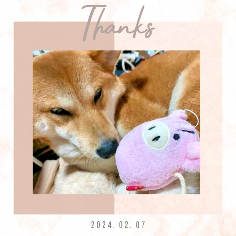 画像2: PeePeeTOY ふわふわいのしし (2)