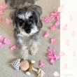 画像3: 【ポイント10倍で会員様はお得】おでん 　犬・猫兼用 デンタルロープTOY (3)
