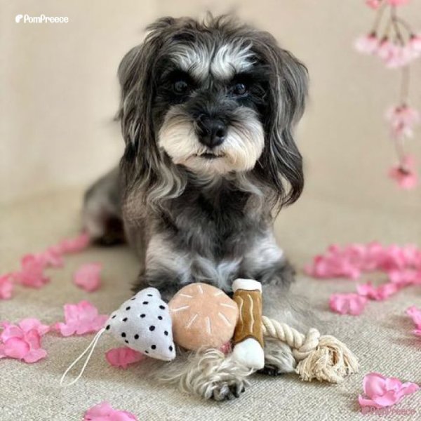 画像2: 【ポイント10倍で会員様はお得】おでん  犬・猫兼用 デンタルロープTOY (2)