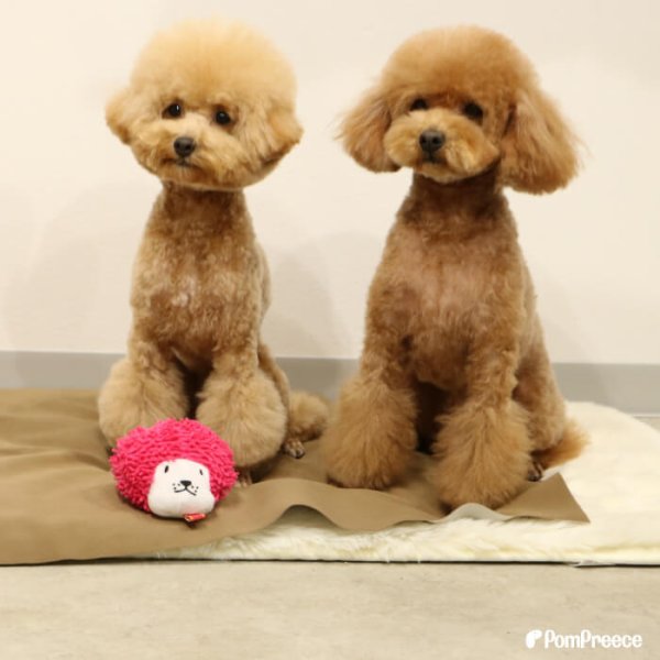 画像7: 【ポイント10倍で会員様はお得】 PeePeeTOY レゲエドッグ (7)