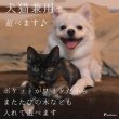 画像9: 【ポイント10倍で会員様はお得】 知育PeePeeTOY のりまき (9)