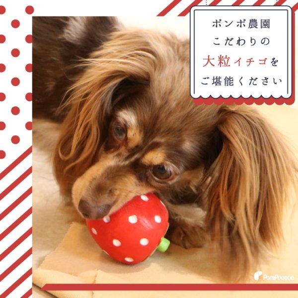 画像7: 【ポイント10倍で会員様はお得】 PeePee付き・鈴入り・イチゴの香り付きラテックスTOY いちご ポンポリース (7)