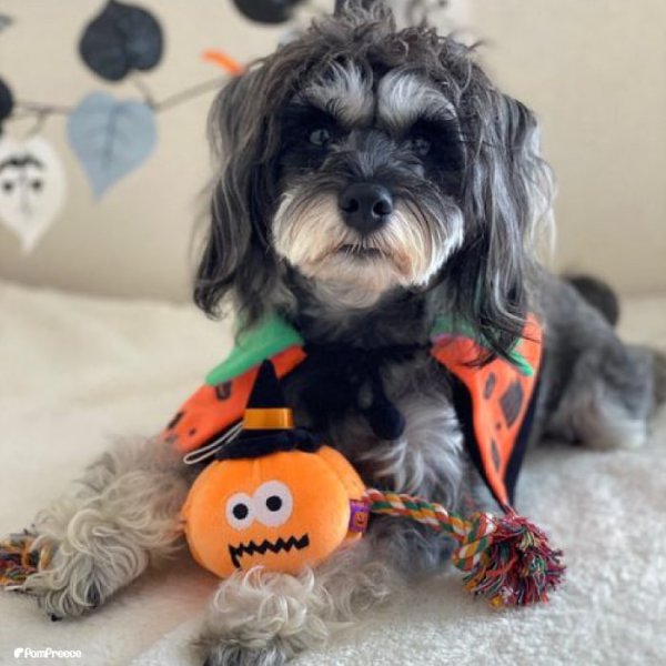 画像4: 【ポイント10倍で会員様はお得】 デンタルロープTOY パンプキン&デビル (4)