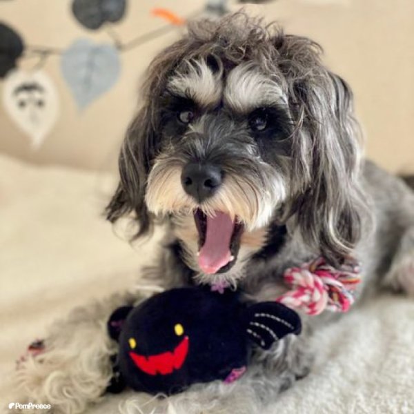 画像5: 【ポイント10倍で会員様はお得】 デンタルロープTOY パンプキン&デビル (5)