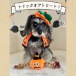 画像6: 【ポイント10倍で会員様はお得】 デンタルロープTOY パンプキン＆デビル (6)