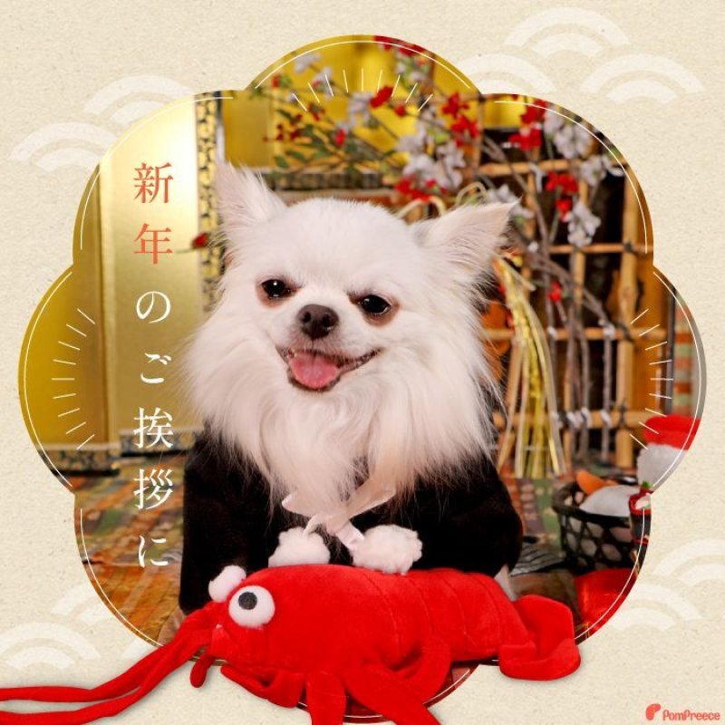 画像7: PeePeeTOY 伊勢エビ (7)