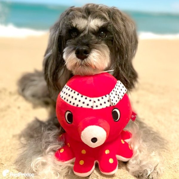 画像3: 【ポイント10倍で会員様はお得】 犬 おもちゃ 音が鳴る 玩具 小型犬 おもちゃ 猫  PeePeeTOY タコ君 [ポンポリース] (3)