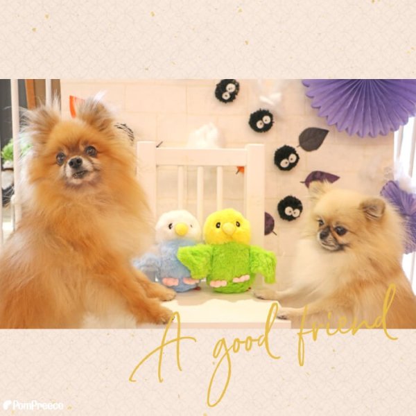 画像2: 【ポイント10倍で会員様はお得】 PeePeeTOY スマイルインコ (2)