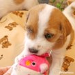画像2: 【ポイント10倍で会員様はお得】 PeePeeTOY ハッピーピヨコ (2)