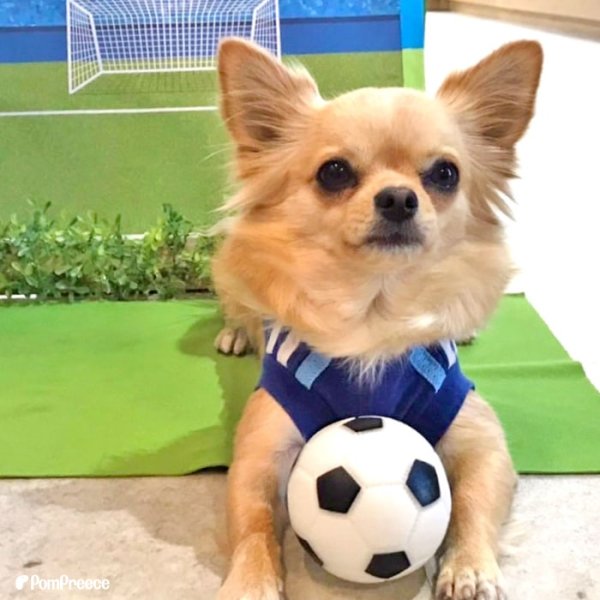 画像5: 【ポイント10倍で会員様はお得】  おもちゃ ボール 小型犬 大型犬 ペット用品 音の出るおもちゃ ペットぬいぐるみおもちゃ 猫噛む 投げるおもちゃ  (5)