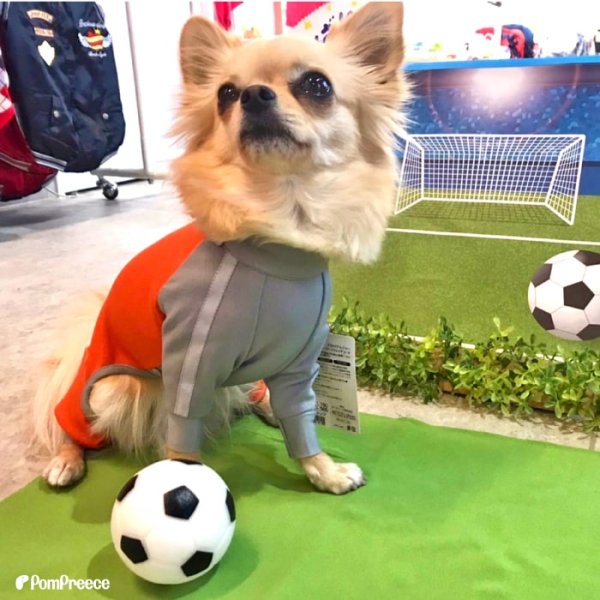 画像6: 【ポイント10倍で会員様はお得】  おもちゃ ボール 小型犬 大型犬 ペット用品 音の出るおもちゃ ペットぬいぐるみおもちゃ 猫噛む 投げるおもちゃ  (6)